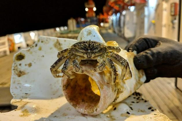 Một tàu nghiên cứu biển của Đức thu thập được một động vật giáp xác bám vào miếng nhựa.