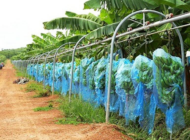 Hệ thống ròng rọc thu hoạch chuối. Ảnh: THACO