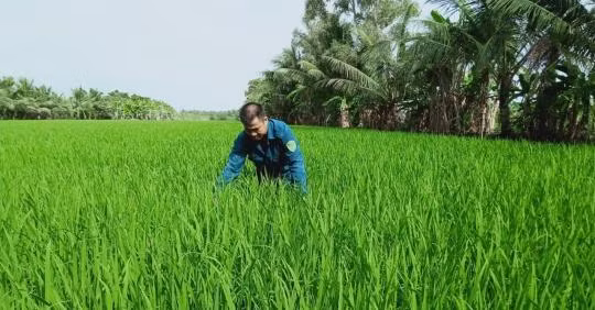 Chỉ sau ít vụ triển khai, chương trình Canh tác lúa thông minh đã nhanh chóng được nông dân hào hứng đón nhận vì mang lại nhiều lợi ích. Ảnh: TL.