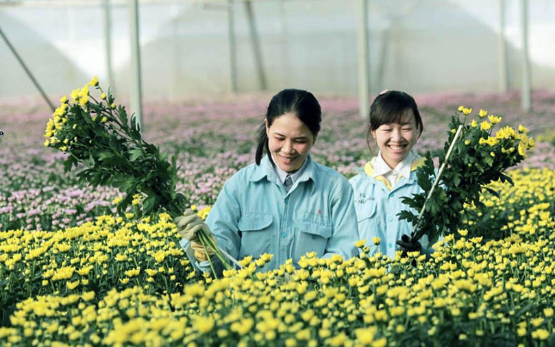 Du lịch canh nông phát triển mạnh ở tỉnh Lâm Đồng. Du lịch canh nông phát triển mạnh ở tỉnh Lâm Đồng.