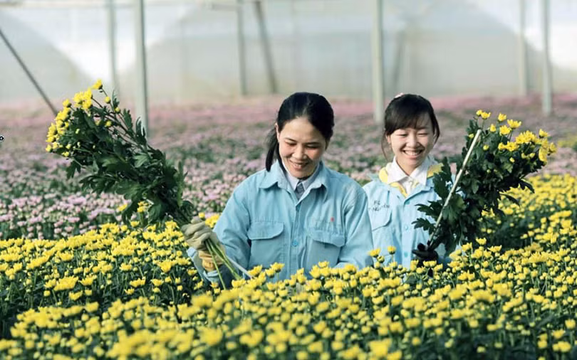 Du lịch canh nông phát triển mạnh ở tỉnh Lâm Đồng.