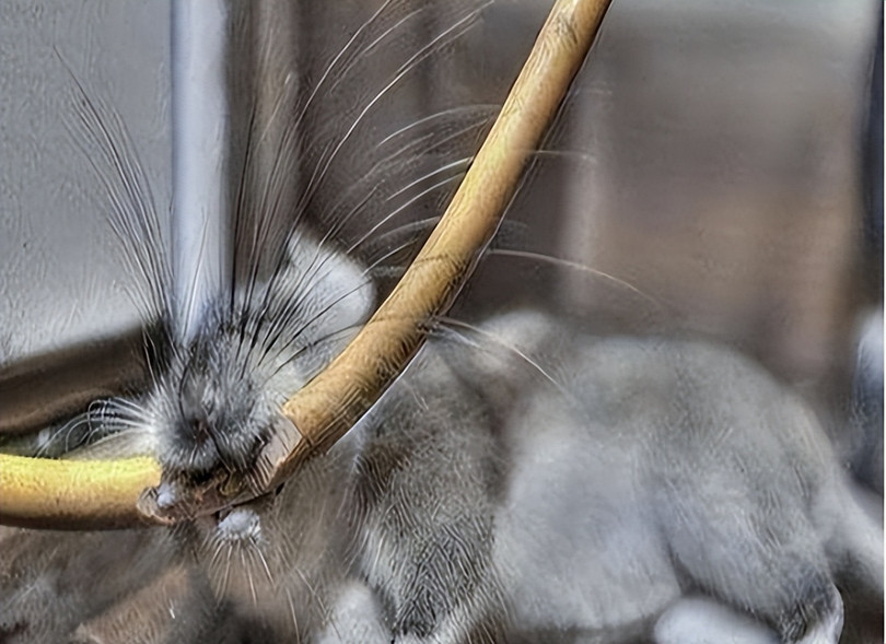 Gam cap gay su co.jpeg