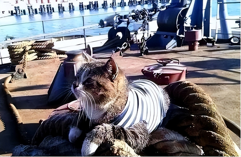 Meo thanh thu cung.jpeg