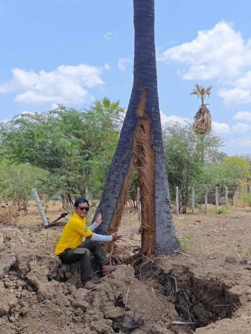 Vet nut xe doi than cay.jpg