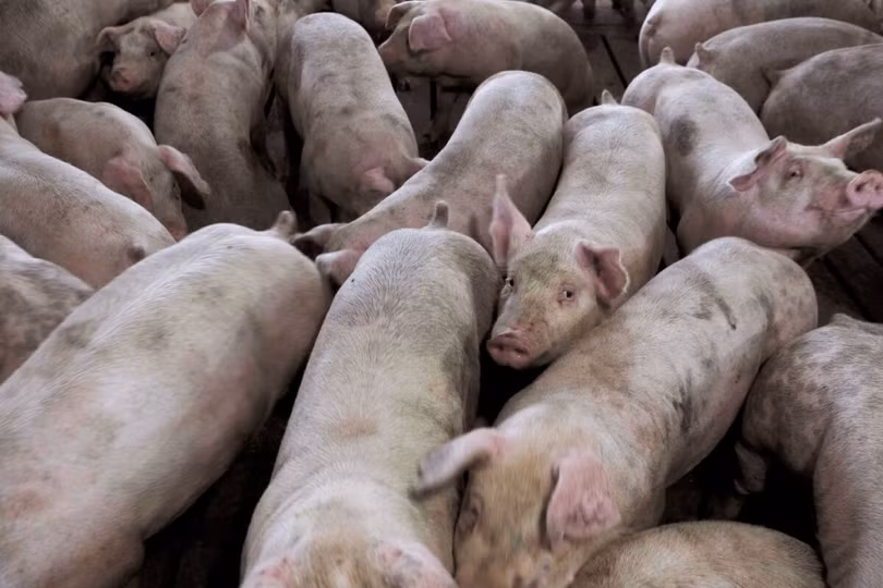 Muc thue cao se anh huong den chan nuoi My.png