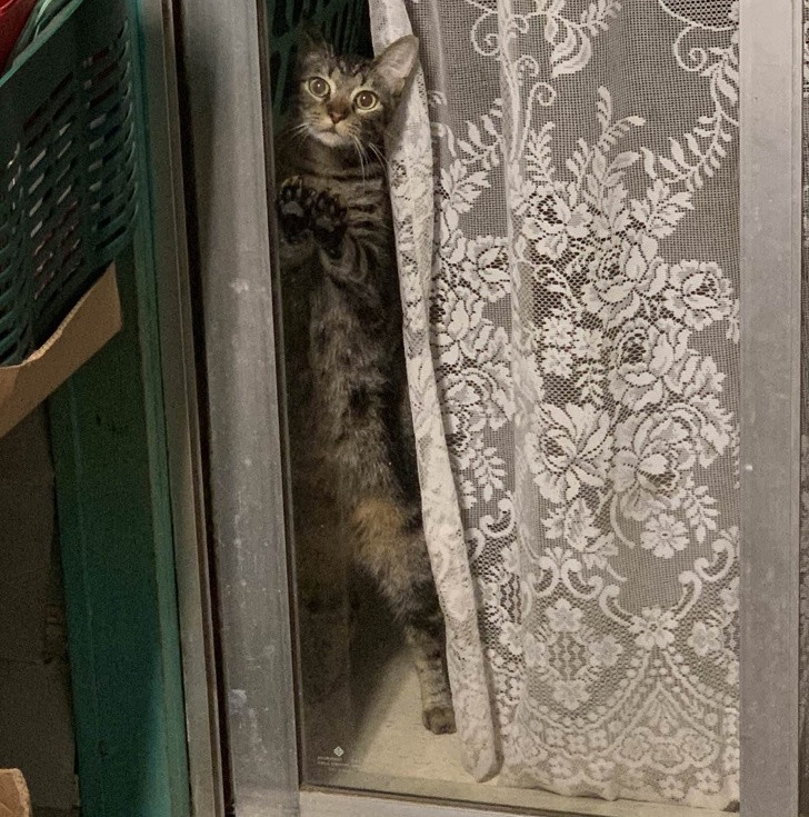 15 hình ảnh vui nhộn chứng minh mèo là diễn viên xuất sắc nhất ảnh 19