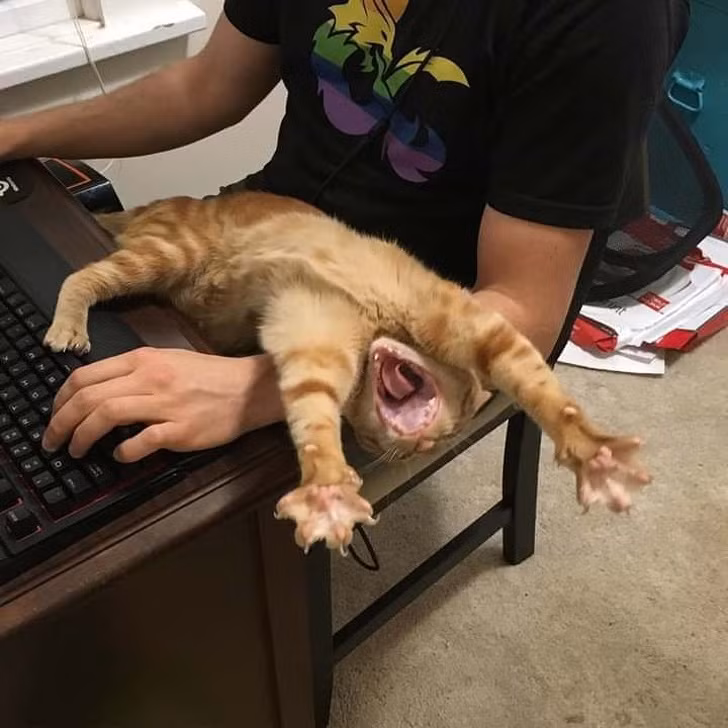 15 hình ảnh vui nhộn chứng minh mèo là diễn viên xuất sắc nhất ảnh 15 15 hình ảnh vui nhộn chứng minh mèo là diễn viên xuất sắc nhất ảnh 15