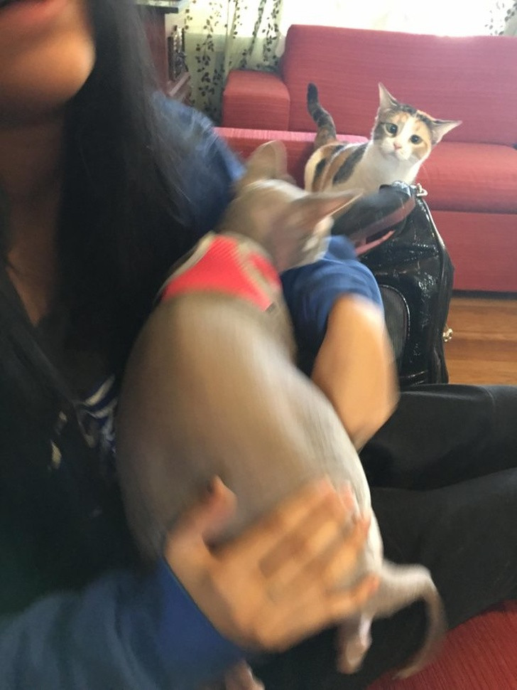 15 hình ảnh vui nhộn chứng minh mèo là diễn viên xuất sắc nhất ảnh 16