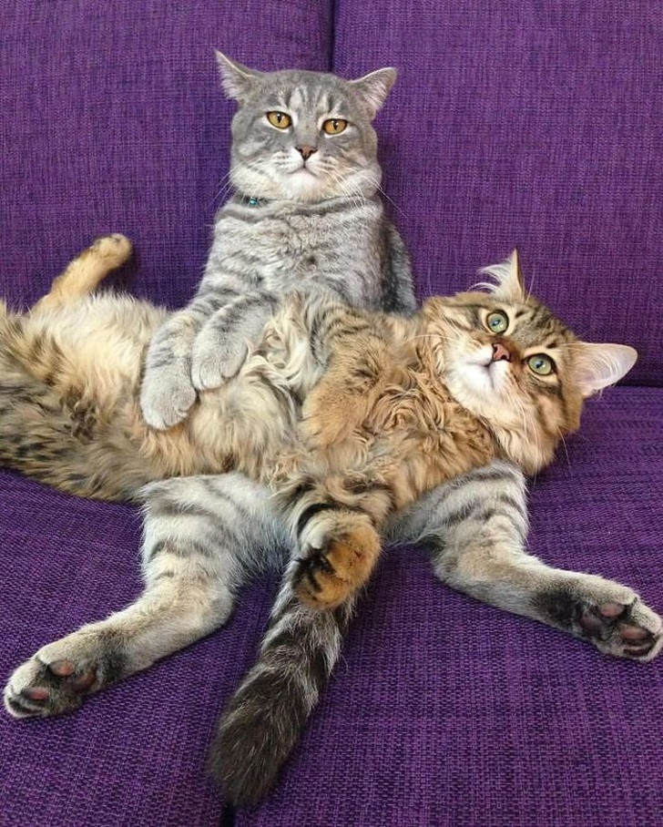 15 hình ảnh vui nhộn chứng minh mèo là diễn viên xuất sắc nhất ảnh 20