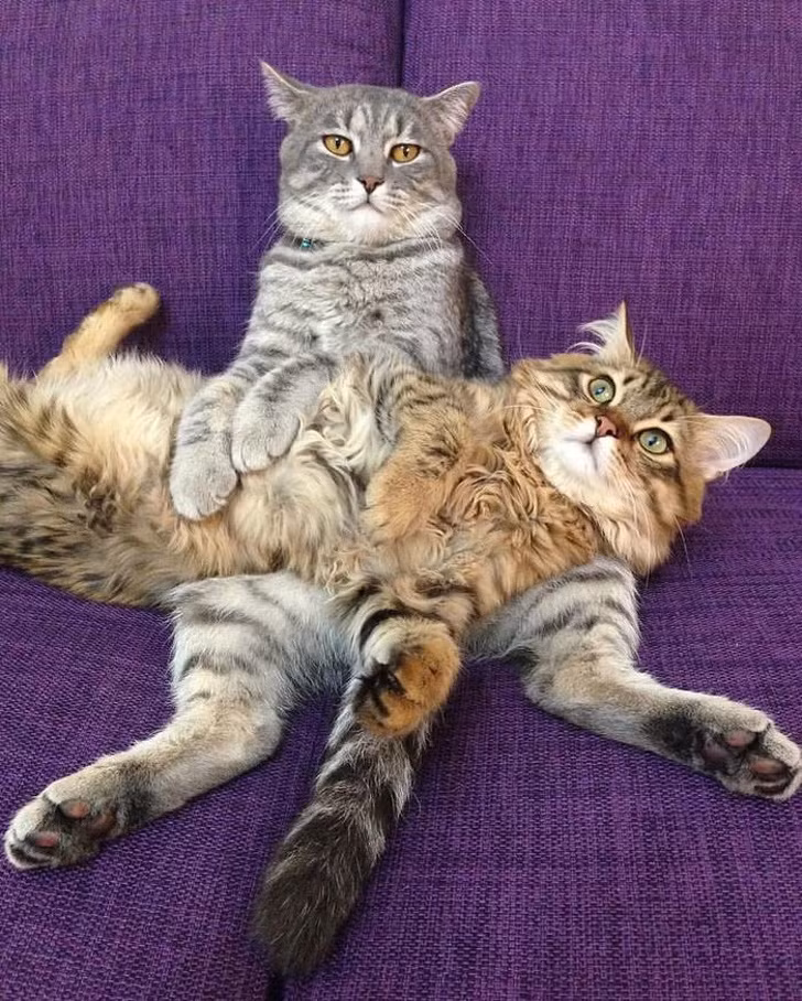 15 hình ảnh vui nhộn chứng minh mèo là diễn viên xuất sắc nhất ảnh 20 15 hình ảnh vui nhộn chứng minh mèo là diễn viên xuất sắc nhất ảnh 20