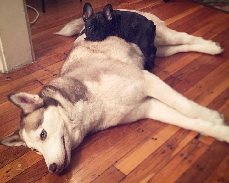 15 hình ảnh về chó Bully khiến bạn mỉm cười ảnh 2 15 hình ảnh về chó Bully khiến bạn mỉm cười ảnh 2