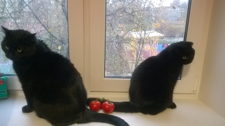 15 hình ảnh vui nhộn chứng minh mèo là diễn viên xuất sắc nhất ảnh 11