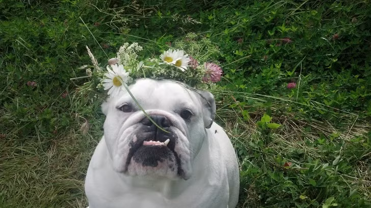 15 hình ảnh về chó Bully khiến bạn mỉm cười ảnh 14