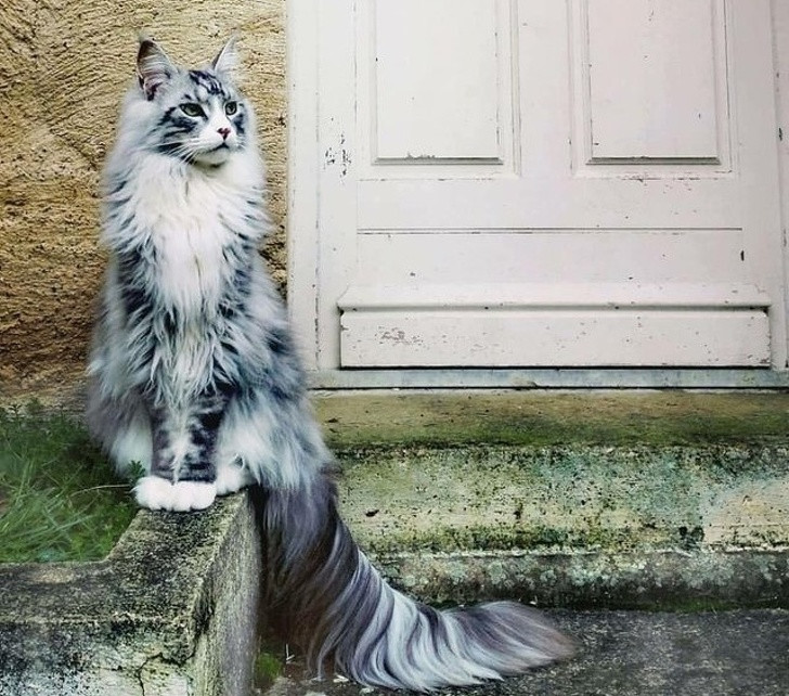 15 hình ảnh vui nhộn chứng minh mèo là diễn viên xuất sắc nhất ảnh 2