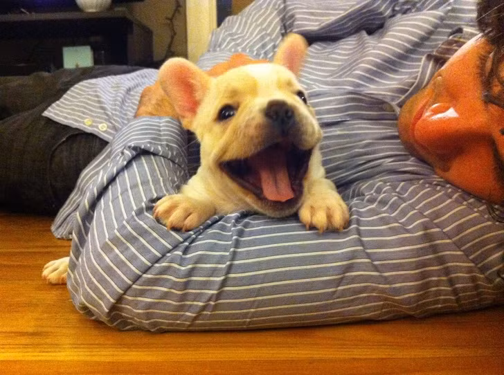 15 hình ảnh về chó Bully khiến bạn mỉm cười ảnh 5