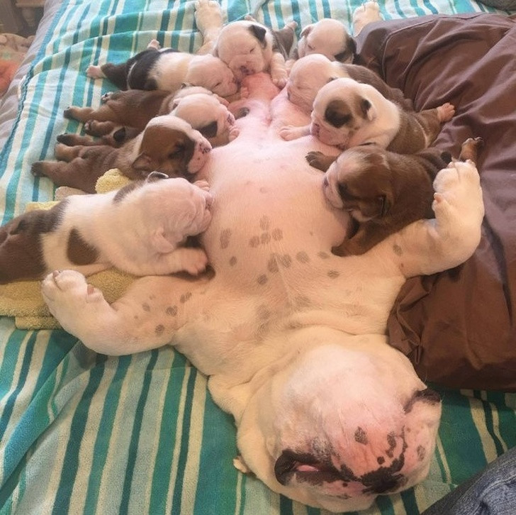 15 hình ảnh về chó Bully khiến bạn mỉm cười ảnh 8 15 hình ảnh về chó Bully khiến bạn mỉm cười ảnh 8