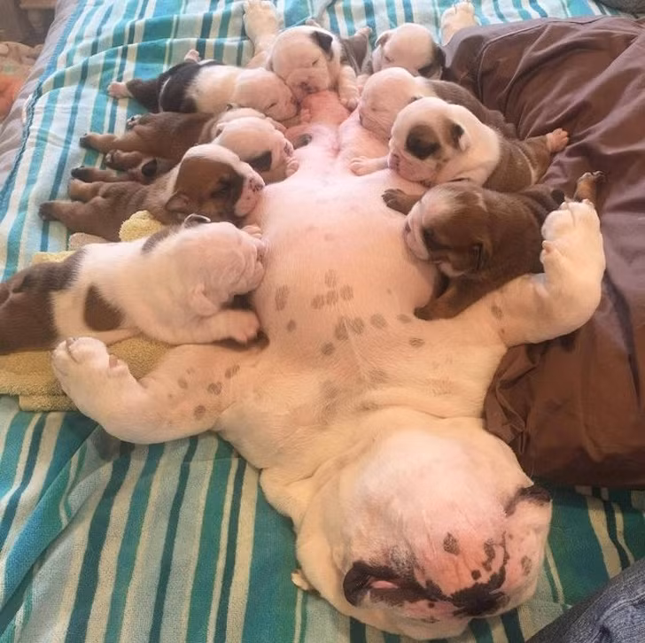 15 hình ảnh về chó Bully khiến bạn mỉm cười ảnh 8