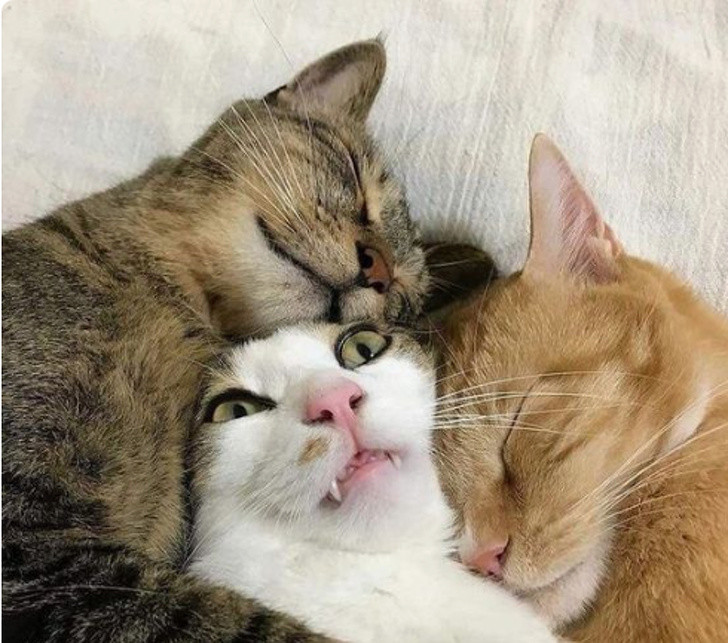 15 hình ảnh vui nhộn chứng minh mèo là diễn viên xuất sắc nhất ảnh 1