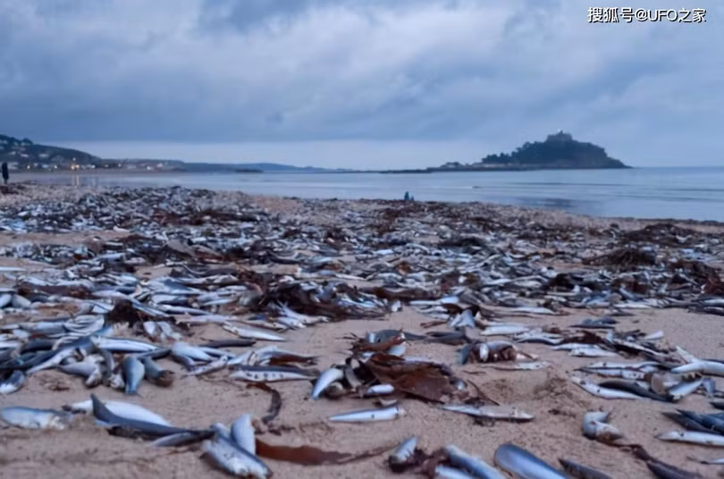 Hiện tượng cá chết hàng loạt ở bờ biển Tokyo, Nhật Bản. 
