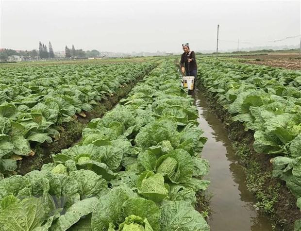 Chăm sóc rau cải thảo theo tiêu chuẩn VietGap tại hợp tác xã rau an toàn Vân Hội Xanh (Tam Dương, Vĩnh Phúc). (Ảnh: Nguyễn Thảo/TTXVN) Chăm sóc rau cải thảo theo tiêu chuẩn VietGap tại hợp tác xã rau an toàn Vân Hội Xanh (Tam Dương, Vĩnh Phúc). (Ảnh: Nguyễn Thảo/TTXVN)