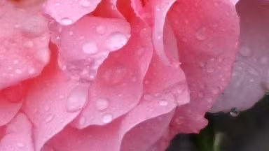 Độ chi tiết ảnh chụp của Sony Xperia X nhìn chung tốt, ảnh nét căng, song càng xa tâm ảnh, độ chi tiết càng giảm.