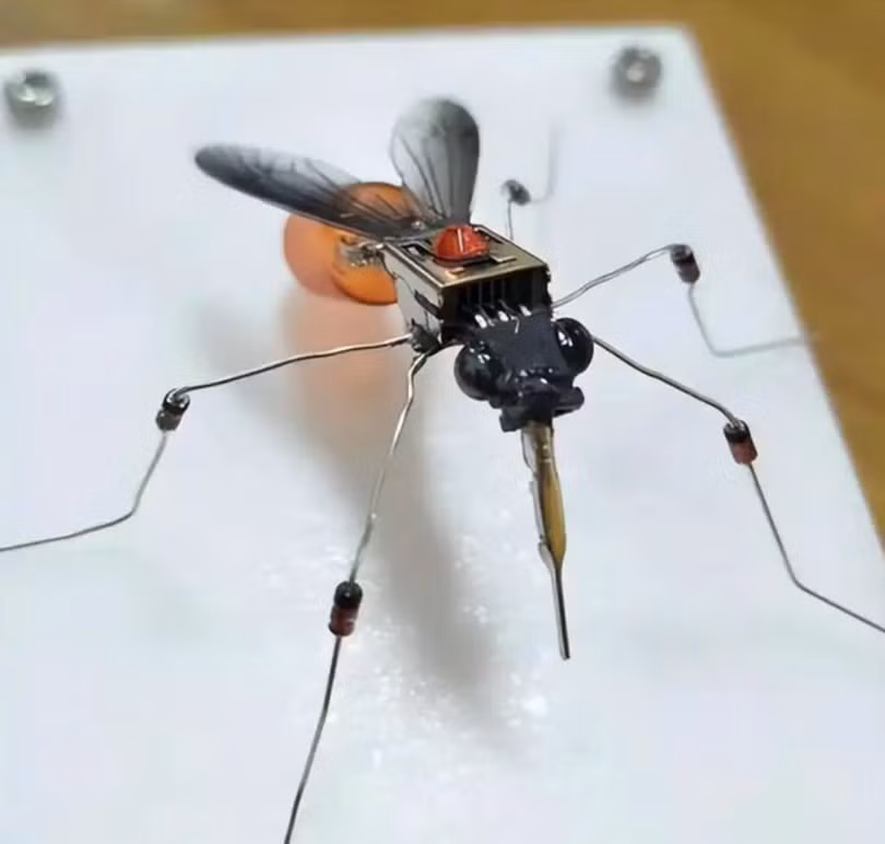 Mot loai muoi may.png