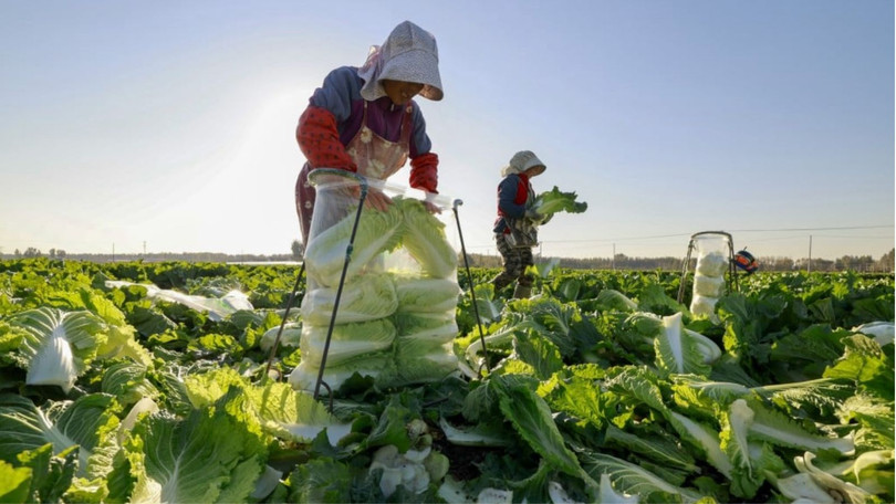 Hàng loạt vùng nông thôn tại Trung Quốc đang áp dụng AI vào cuộc sống hằng ngày. Ảnh: SCMP.