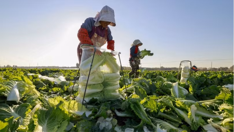 Hàng loạt vùng nông thôn tại Trung Quốc đang áp dụng AI vào cuộc sống hằng ngày. Ảnh: SCMP.