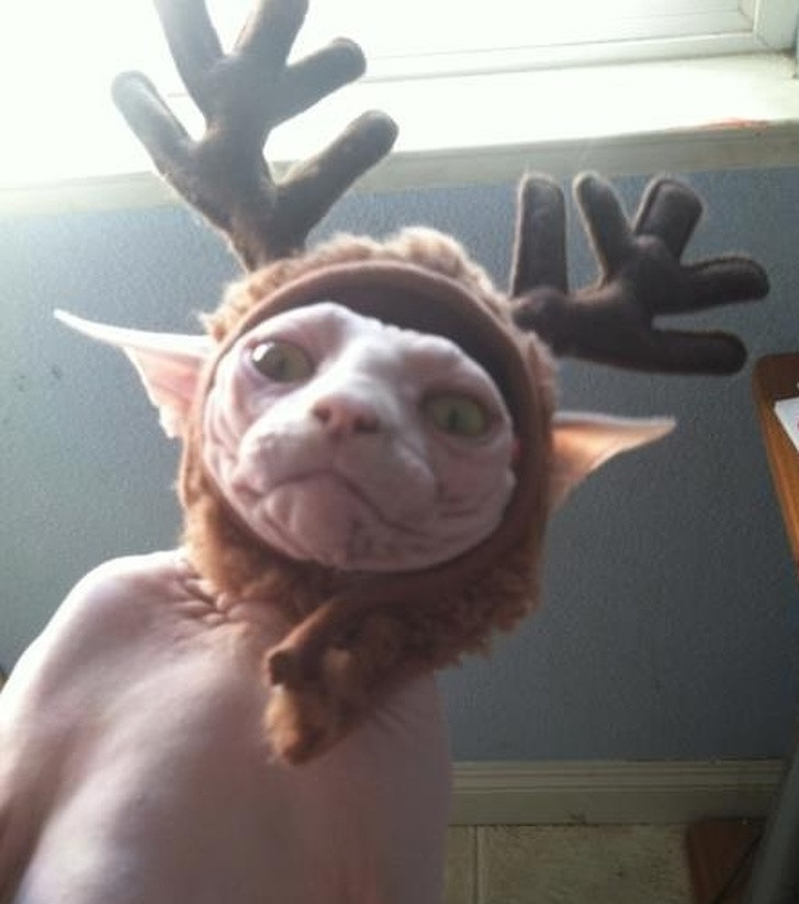 15 hình ảnh chứng minh không phải thú cưng nào cũng hào hứng với Giáng sinh ảnh 2