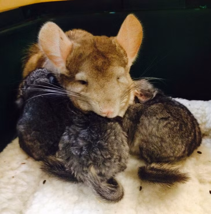 14 hình ảnh gia đình động vật khiến ai cũng phải ngưỡng mộ ảnh 14