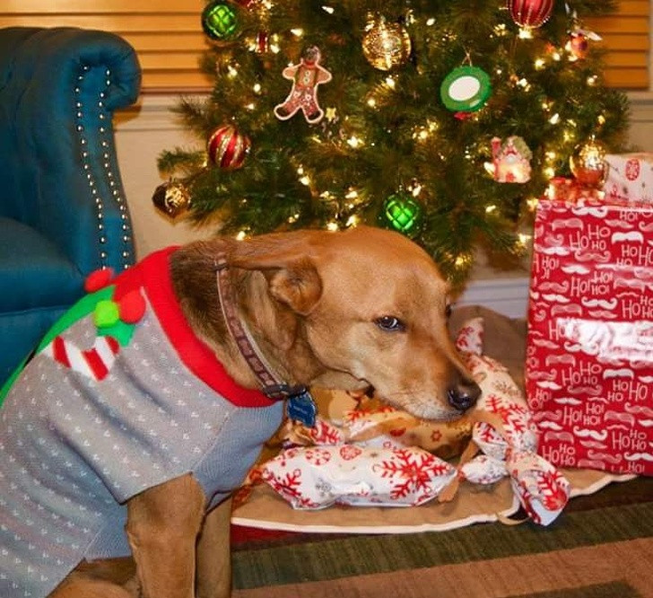 15 hình ảnh chứng minh không phải thú cưng nào cũng hào hứng với Giáng sinh ảnh 9