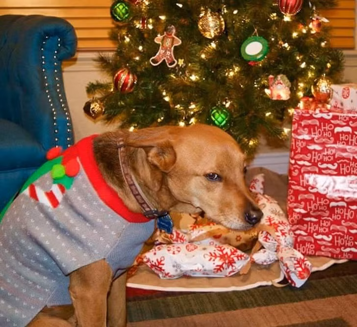 15 hình ảnh chứng minh không phải thú cưng nào cũng hào hứng với Giáng sinh ảnh 9