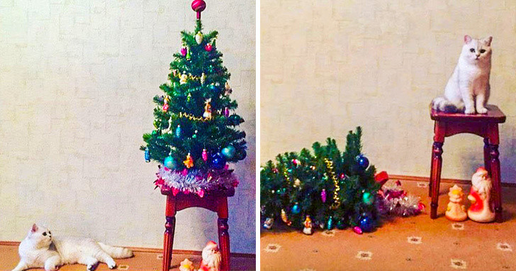 15 hình ảnh chứng minh không phải thú cưng nào cũng hào hứng với Giáng sinh ảnh 3