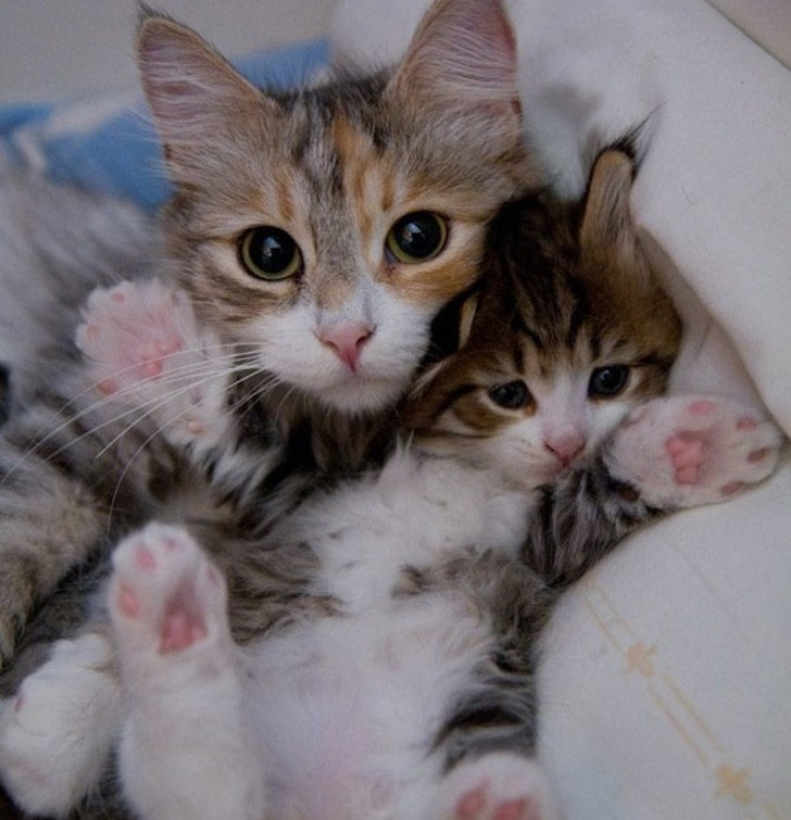 14 hình ảnh gia đình động vật khiến ai cũng phải ngưỡng mộ ảnh 9 14 hình ảnh gia đình động vật khiến ai cũng phải ngưỡng mộ ảnh 9