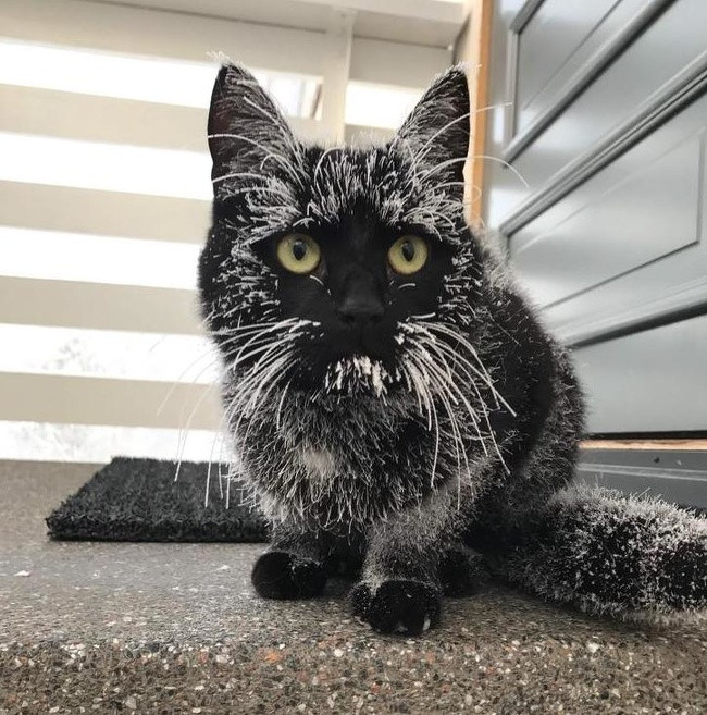 15 bức ảnh chứng minh mùa đông là một thách thức cực lớn ảnh 14 15 bức ảnh chứng minh mùa đông là một thách thức cực lớn ảnh 14