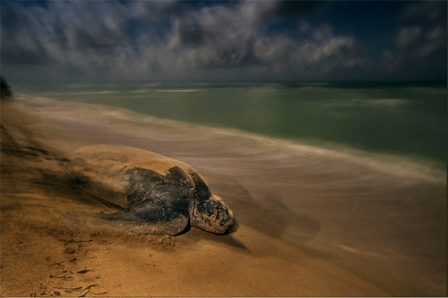 Thiên nhiên hùng vĩ bi tráng qua 15 bức ảnh đoạt giải ảnh động vật hoang dã 2017 ảnh 8