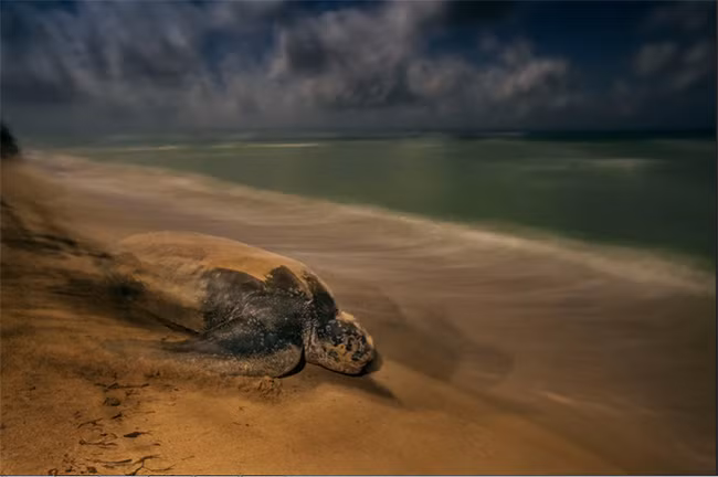 Thiên nhiên hùng vĩ bi tráng qua 15 bức ảnh đoạt giải ảnh động vật hoang dã 2017 ảnh 8