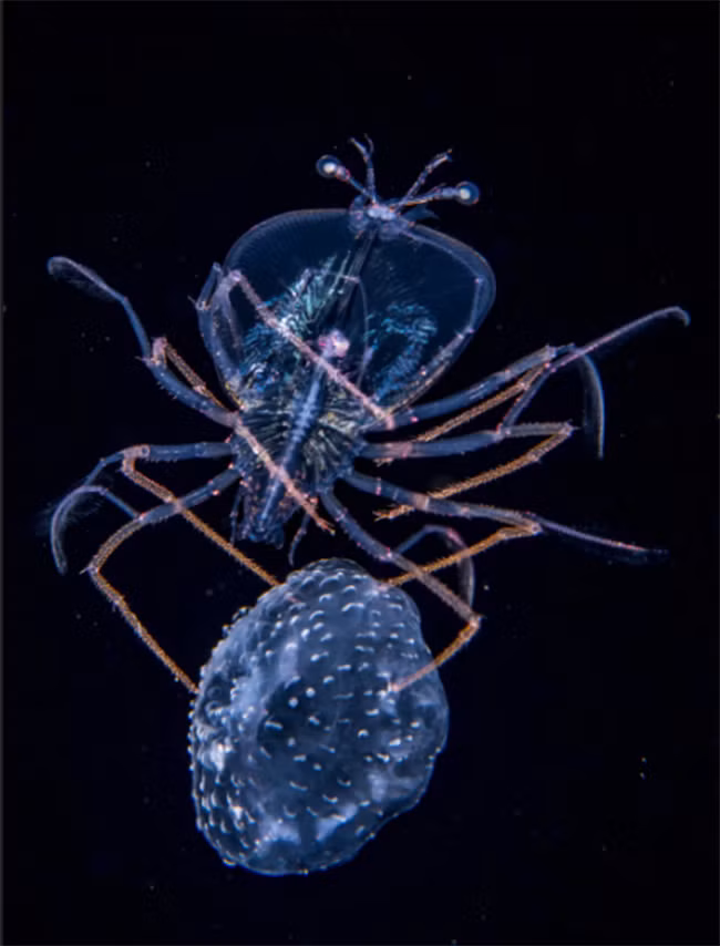 Thiên nhiên hùng vĩ bi tráng qua 15 bức ảnh đoạt giải ảnh động vật hoang dã 2017 ảnh 13