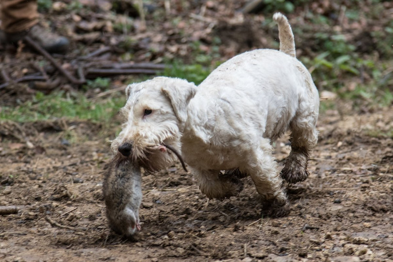 Top 10 bộ phim tài liệu ám ảnh hơn cả phim kinh dị nhân mùa Halloween ảnh 8