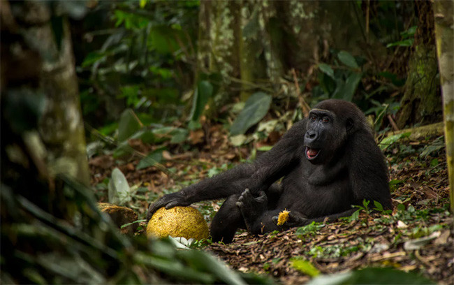 Thiên nhiên hùng vĩ bi tráng qua 15 bức ảnh đoạt giải ảnh động vật hoang dã 2017 ảnh 2