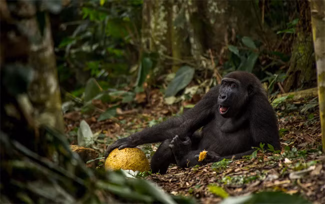 Thiên nhiên hùng vĩ bi tráng qua 15 bức ảnh đoạt giải ảnh động vật hoang dã 2017 ảnh 2