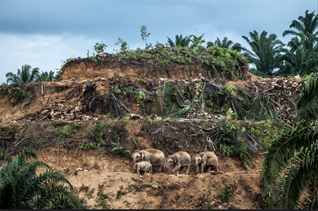 Thiên nhiên hùng vĩ bi tráng qua 15 bức ảnh đoạt giải ảnh động vật hoang dã 2017 ảnh 15