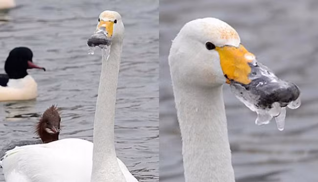 Khi bạn đi ra ngoài mà không có dưỡng môi