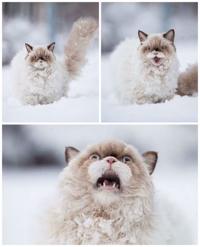 Giai đoạn chấp nhận mùa đông