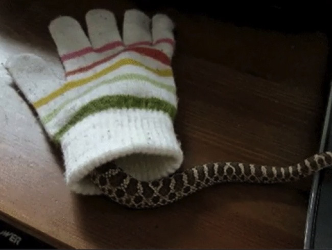 Bạn thấy sao vè mùa đông của Úc