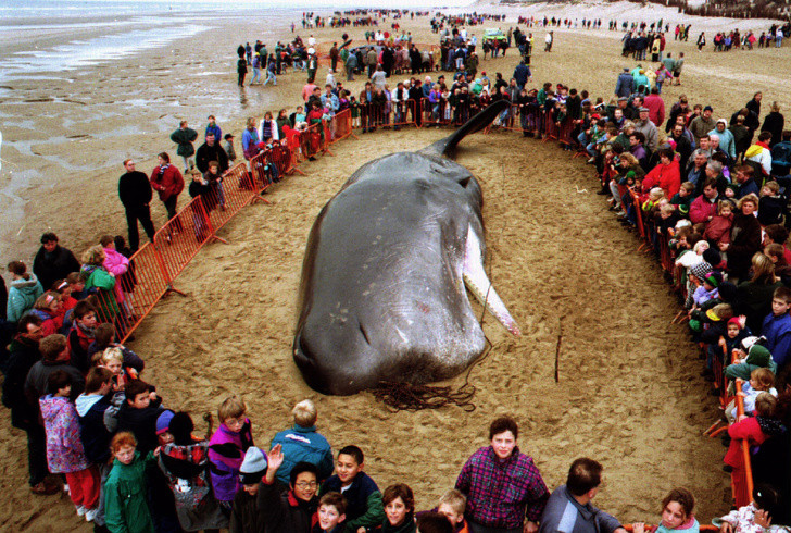 Cá voi chết vì ăn rác