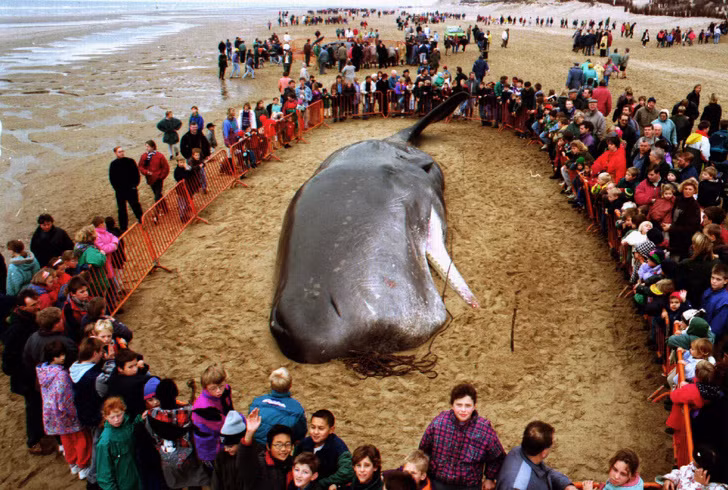 Cá voi chết vì ăn rác