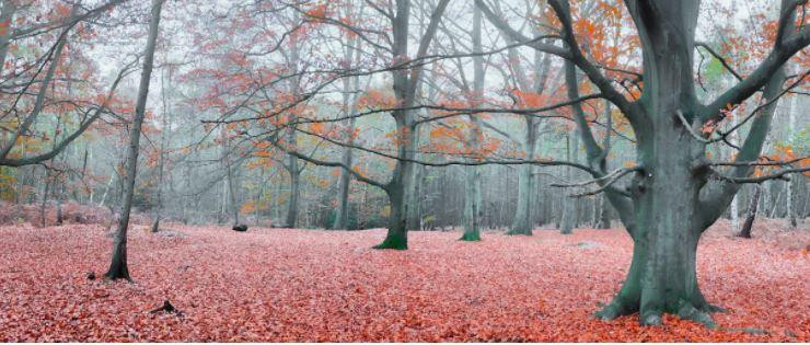 Ảnh: Cnet Ảnh: Cnet