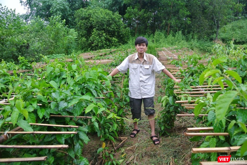 Nhà khoa học Trần Văn Ơn dồn tâm huyết nghiên cứu cây thìa canh trong nhiều năm liền 