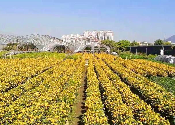 Quất chín vàng ở các nhà vườn Quảng Châu không bán được (Ảnh: Dongfang). Quất chín vàng ở các nhà vườn Quảng Châu không bán được (Ảnh: Dongfang).